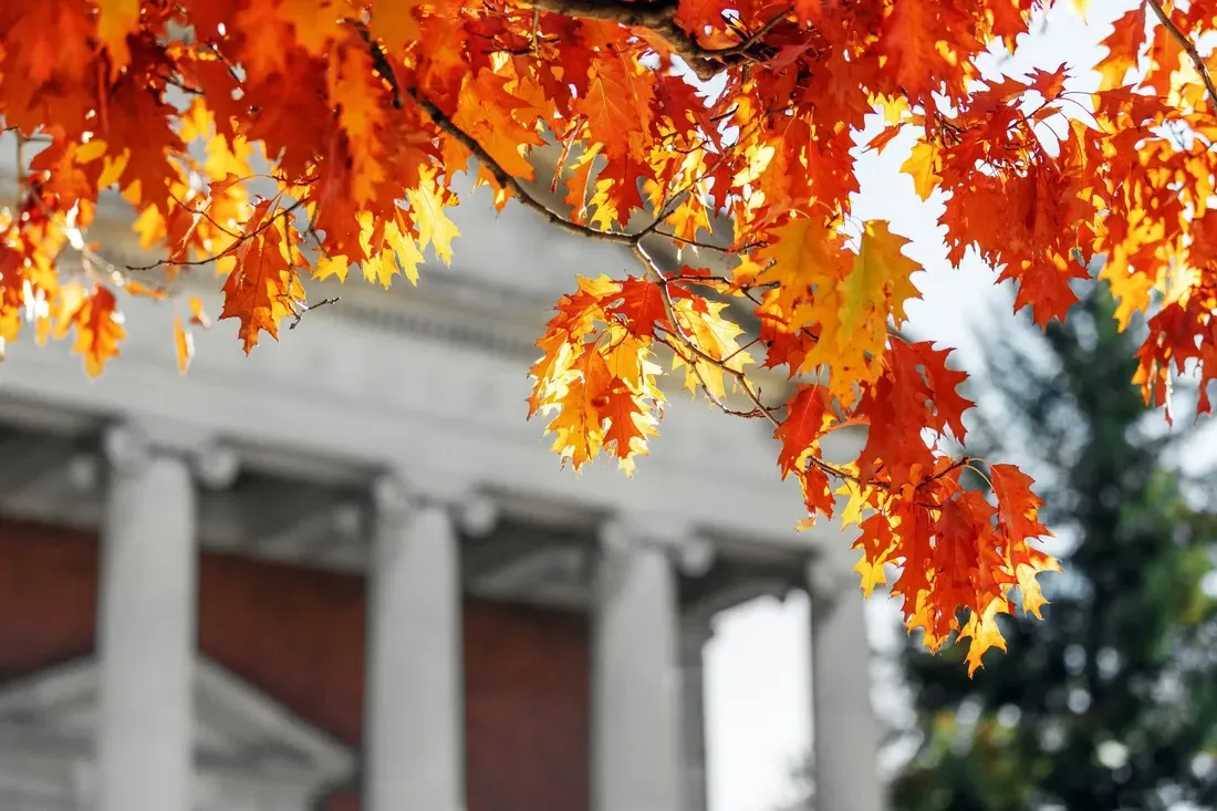 Orange leaves on campus.