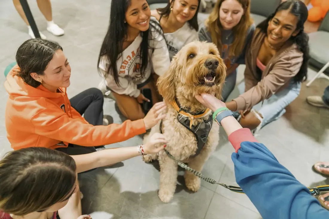 Students gather around to pet a therapy dog.